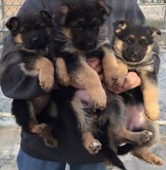 German Shepherd Pedigreed Puppies