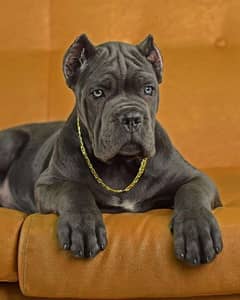 cane corso fci pedigree puppy