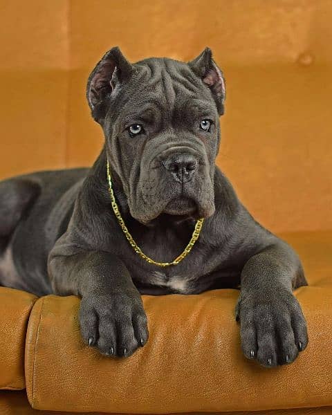 cane corso fci pedigree puppy 0