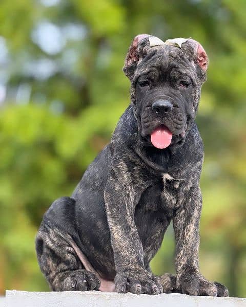 cane corso fci pedigree puppy 1