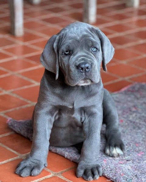 cane corso fci pedigree puppy 2