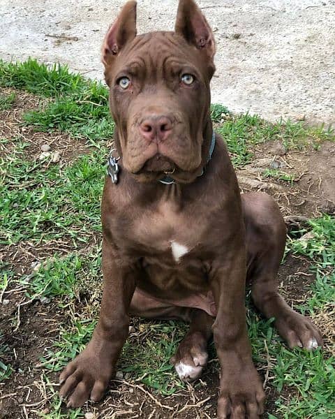 cane corso fci pedigree puppy 3