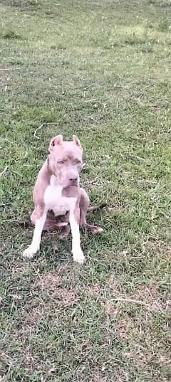 pitbull 10 months name Britta for sale