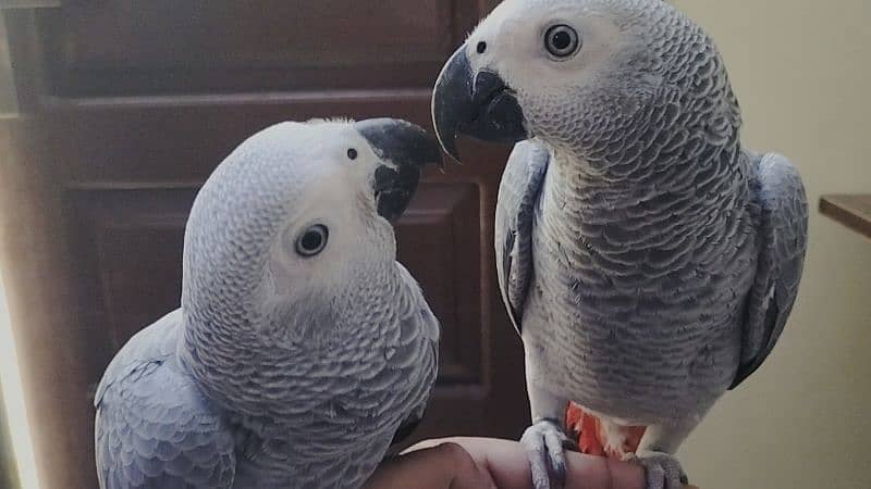 Affrican Gray Parrot Pair Handtame Talking With DNA 3