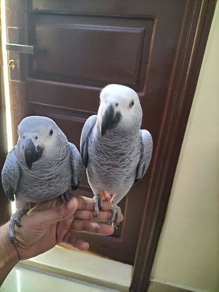 Affrican Gray Parrot Pair Handtame Talking With DNA 4