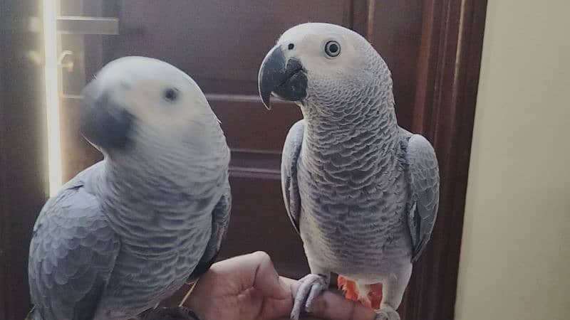 Affrican Gray Parrot Pair Handtame Talking With DNA 6