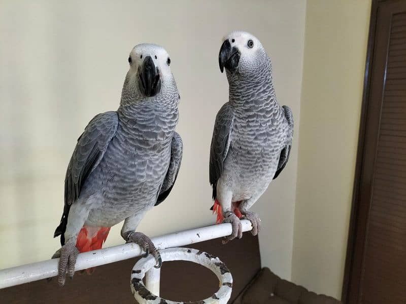 pair of African Gray parrot sale | Silver Gray 0