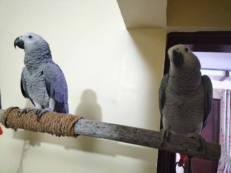 pair of African Gray parrot sale | Silver Gray 1