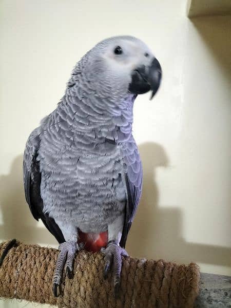 pair of African Gray parrot sale | Silver Gray 3