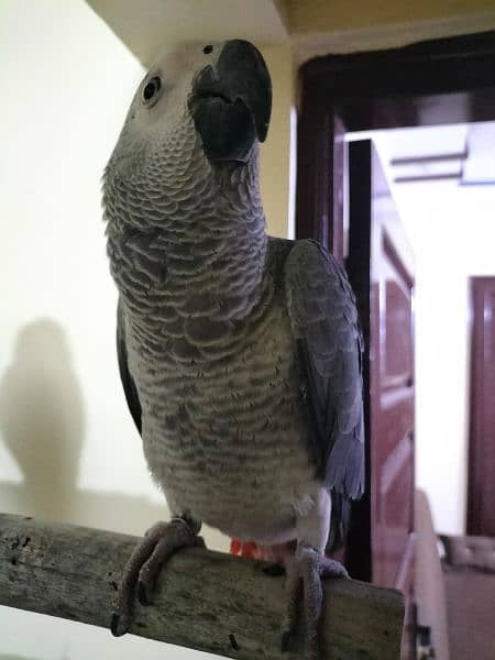 pair of African Gray parrot sale | Silver Gray 4