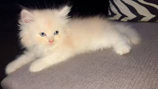 white and fawn colour kittens 0