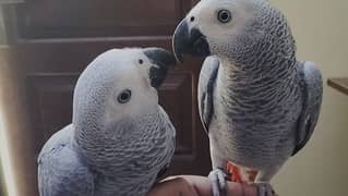 Gray Parrot Pair Handtame With DNA