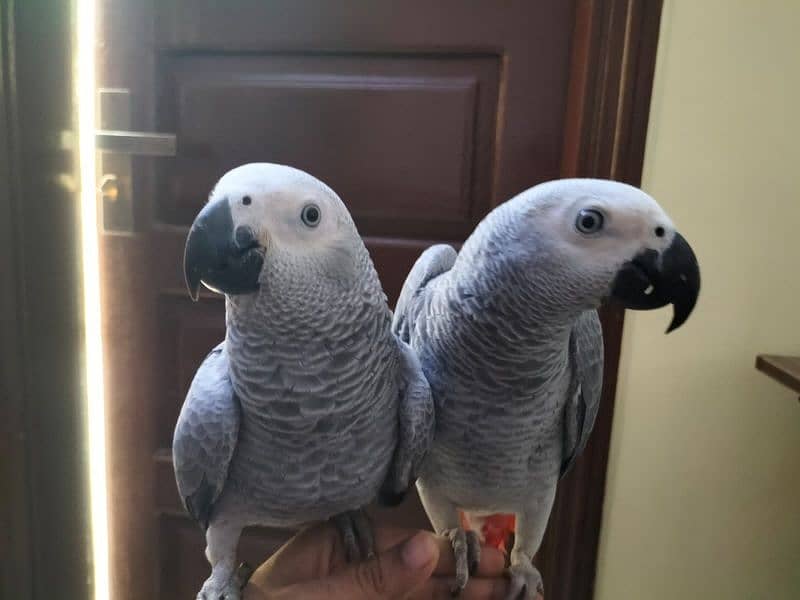 Gray Parrot Pair Handtame With DNA 1