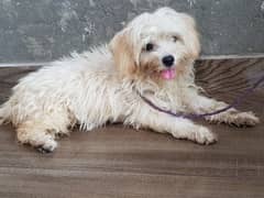 Shihtzu female 6 month 0