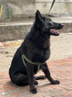 Black Female German shepherd pedigreed