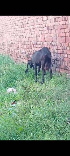 Ambarsari Betal/Betal bakri/Goat For Sale/Bakri For Sale 0