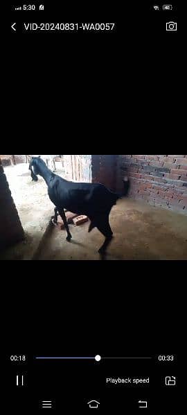 Ambarsari Betal/Betal bakri/Goat For Sale/Bakri For Sale 1