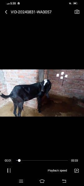 Ambarsari Betal/Betal bakri/Goat For Sale/Bakri For Sale 2