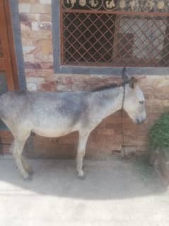 Urgent sale 25000 contact 03007207454