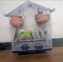 Australian (8 Birds) (4 Pairs) With Cage (With Pinjra)