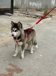 siberian husky puppy wooly coat for sale