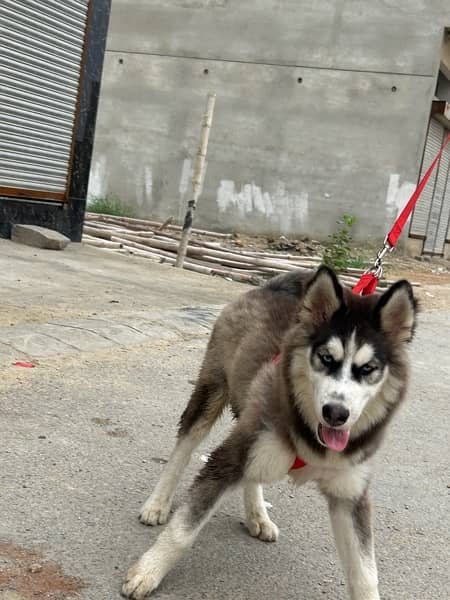 siberian husky puppy wooly coat for sale 1