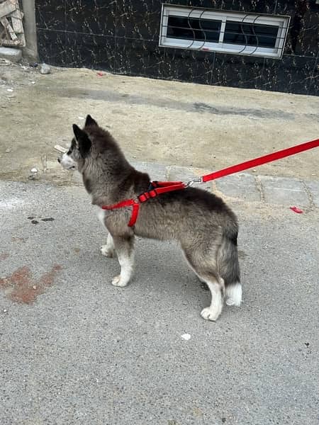 siberian husky puppy wooly coat for sale 2