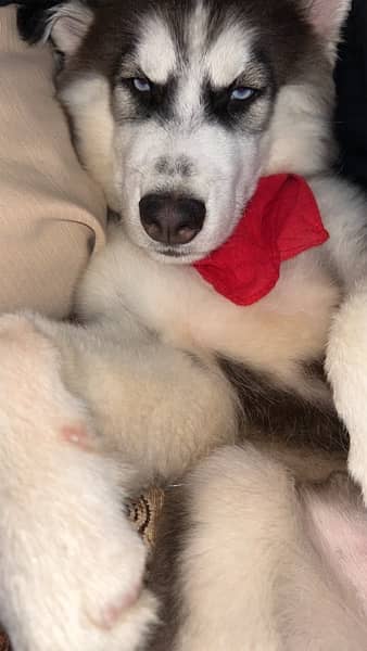 siberian husky puppy wooly coat for sale 3