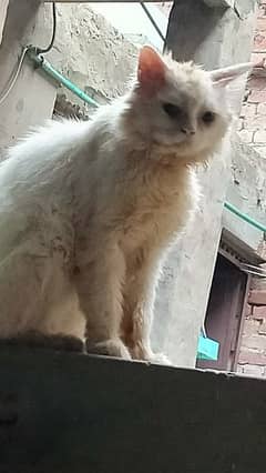 Persian Cat