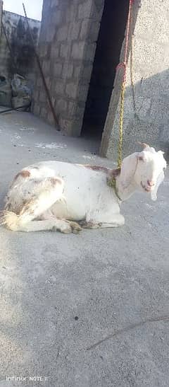 goats for sale