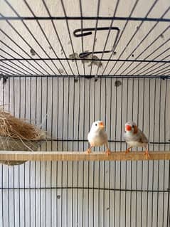 Isabel Finches Breeder Pair with Cage