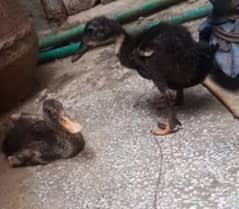 Duckling for sale 0