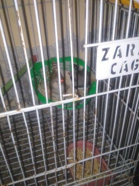 zebra finches 11