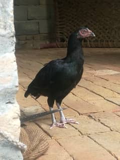 black aseel hen