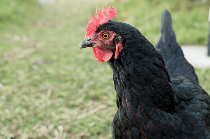 beautiful female Australorp hens For sale Eggs  laying daily 0