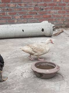 Muscovy pair 0