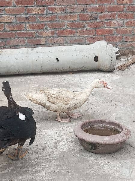 Muscovy pair 1