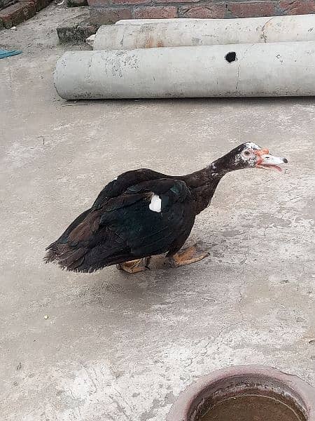 Muscovy pair 2