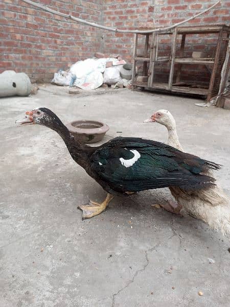 Muscovy pair 3