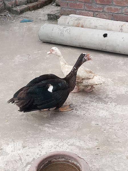 Muscovy pair 4