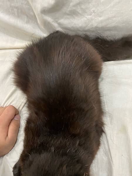 Semi Punch Double Coat Black Fur Persian Cat 5