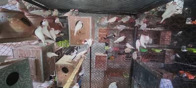 JAVA WHITE & SILVER, BANGLIZE, GOULDAINS FINCHES