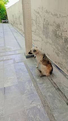 shepherd dog