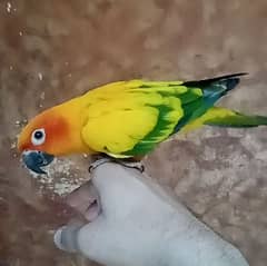 beautiful hand tame sunconor