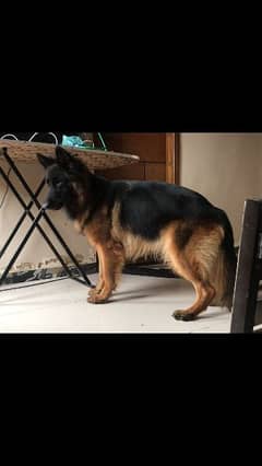 German shepherd female pink pedigree with dark pigments