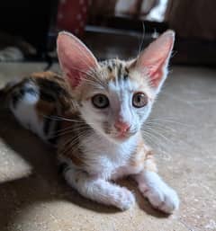 Adorable Kitten for Adoption - Cat - Cat Baby