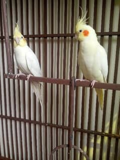 COCKTAIL breeder  PAIR age 11 months in good quality,size available