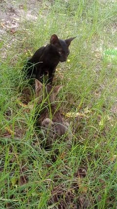 3 male cats kids and mom cat. Pakistani