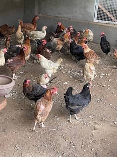 Golden misri Egg laying females for sale