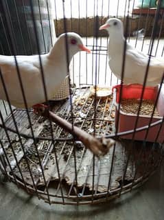 white breader dove pair